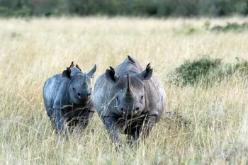 black_rhinos